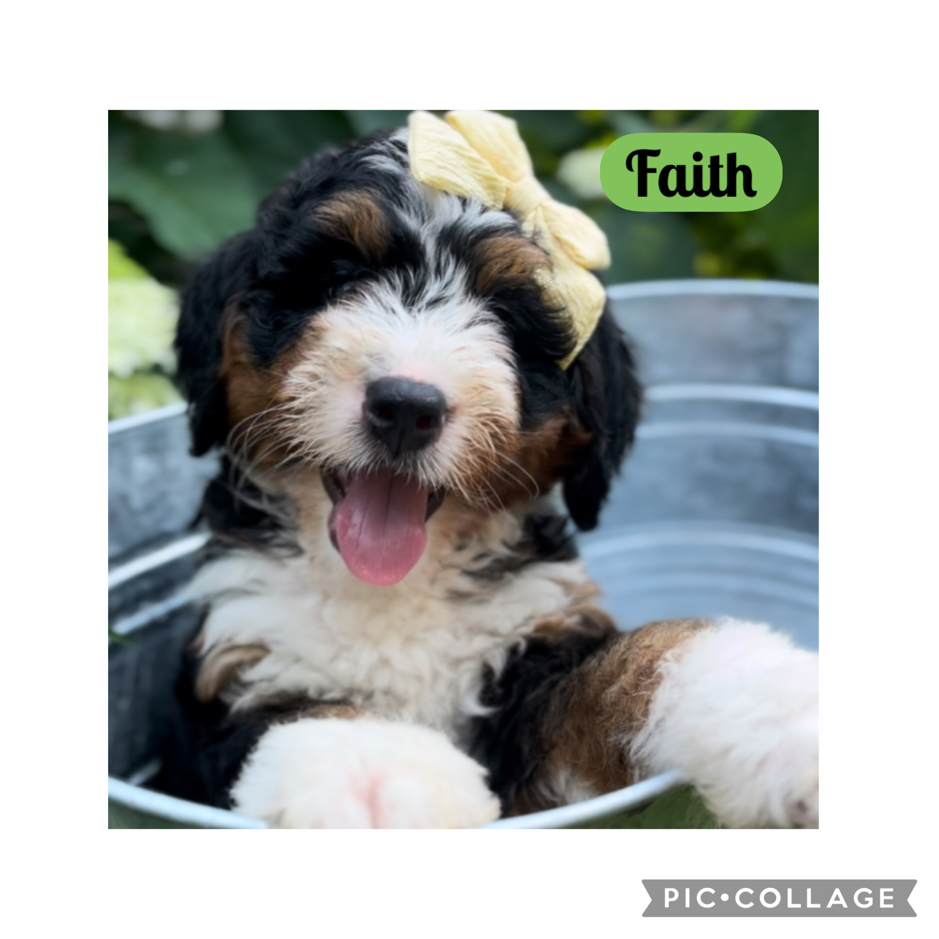 faith 8 wks.jpeg
