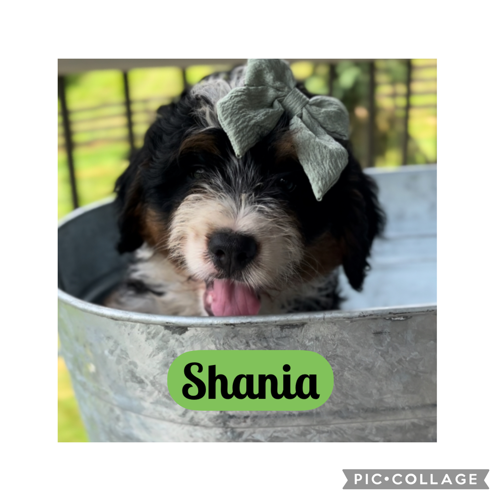 shania 8 wks.jpeg